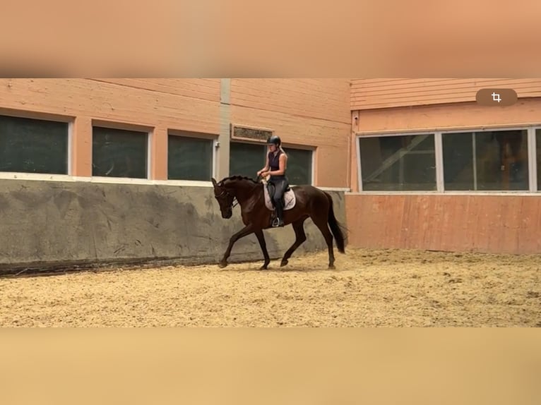 Westfaliano Yegua 13 años 173 cm Alazán-tostado in Windhagen