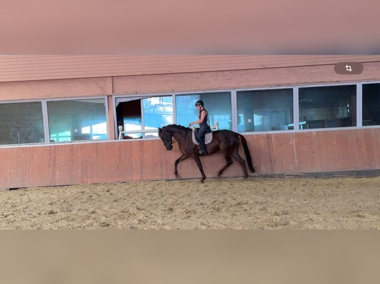 Westfaliano Yegua 13 años 173 cm Alazán-tostado in Windhagen