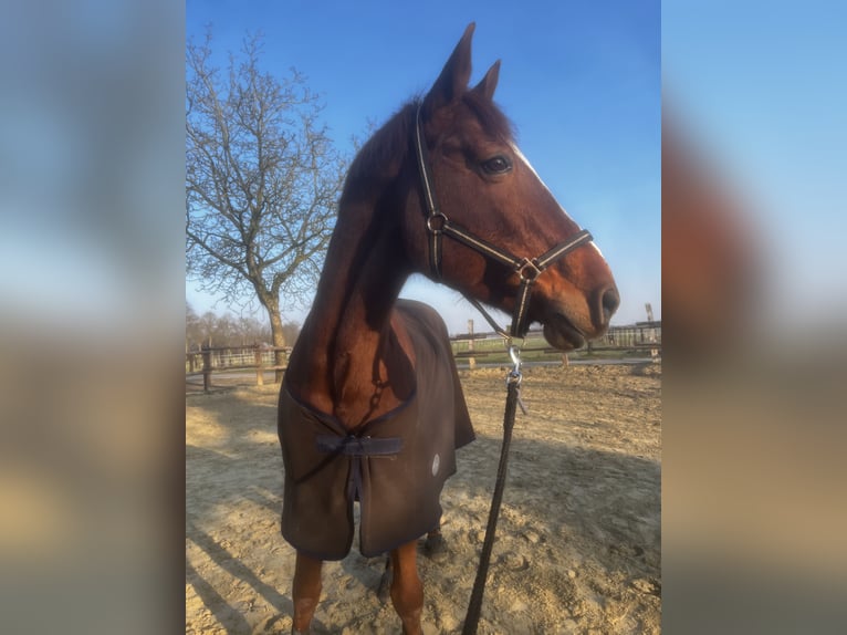 Westfaliano Yegua 13 años 175 cm Alazán in T&#xF6;nisvorst