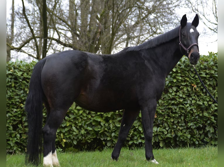 Westfaliano Yegua 13 años 175 cm Negro in Borken