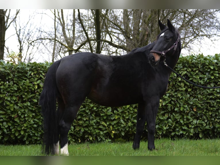 Westfaliano Yegua 13 años 175 cm Negro in Borken