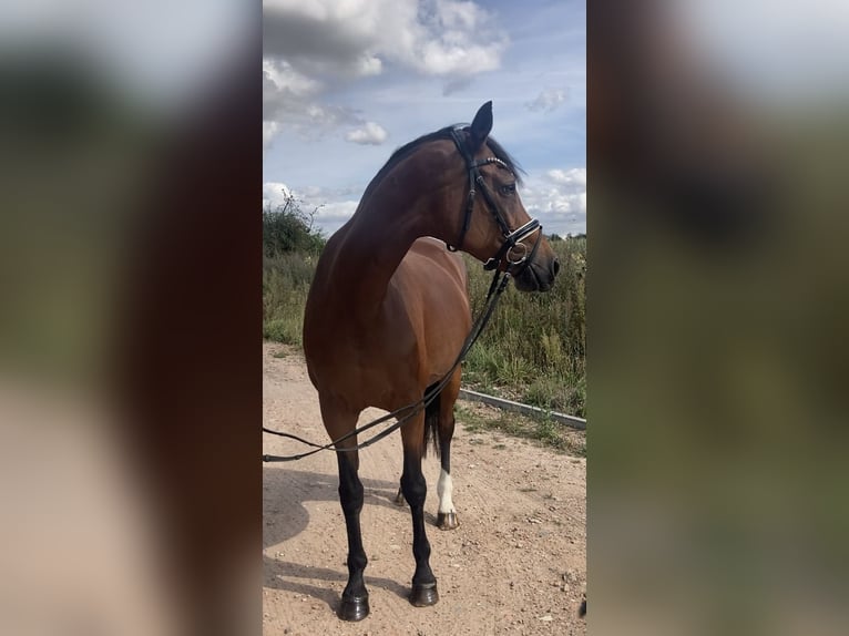 Westfaliano Yegua 14 años 160 cm Castaño in Bismark (Altmark)