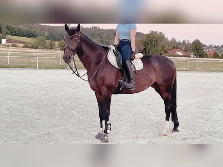 Westfaliano Yegua 14 años 161 cm Castaño in Bodenfelde