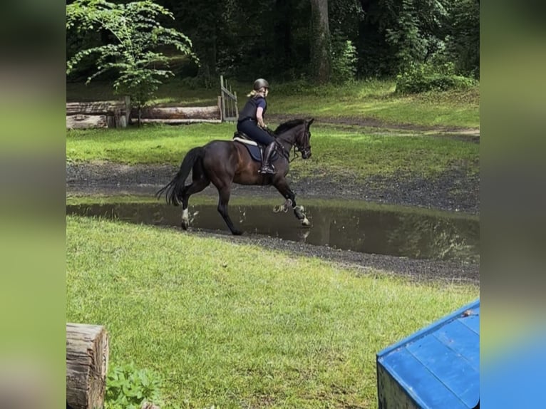 Westfaliano Yegua 14 años 161 cm Castaño in Bodenfelde