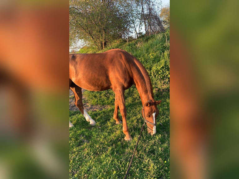 Westfaliano Yegua 14 años 165 cm Alazán in Wiesloch