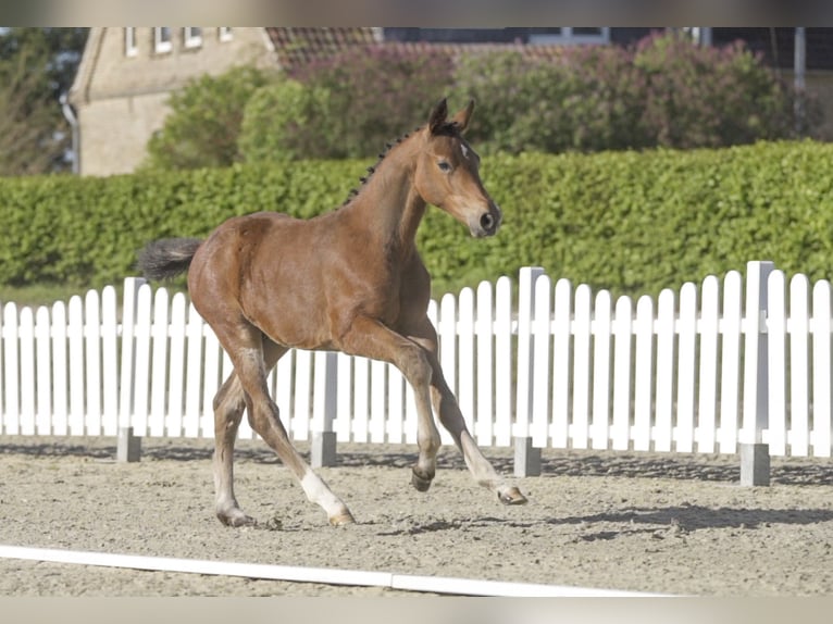 Westfaliano Yegua 14 años 167 cm Castaño in Nienburg (Weser) Holtorf