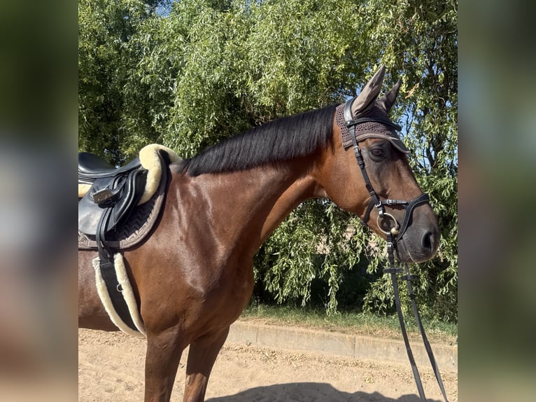 Westfaliano Yegua 14 años 174 cm Alazán-tostado in Weißensee