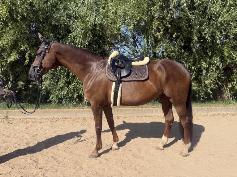 Westfaliano Yegua 14 años 174 cm Alazán-tostado in Weißensee
