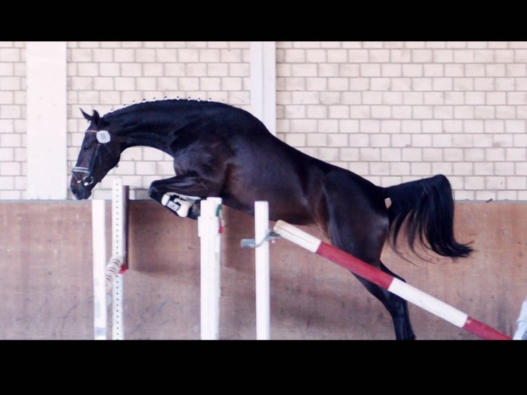 Westfaliano Yegua 14 años 175 cm Castaño oscuro in Drensteinfurt