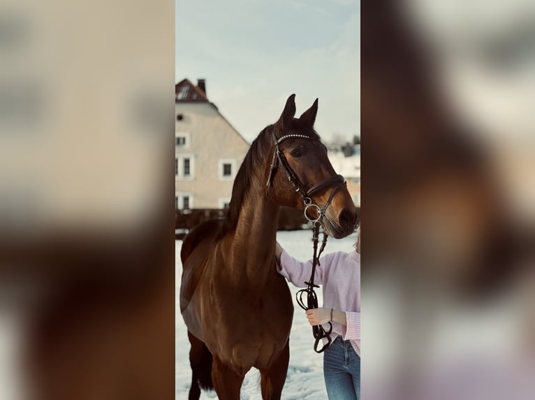 Westfaliano Yegua 15 años 168 cm Castaño in Büren