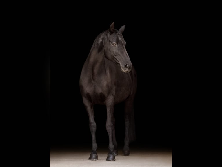 Westfaliano Yegua 15 años 170 cm Negro in Aurachkirchen
