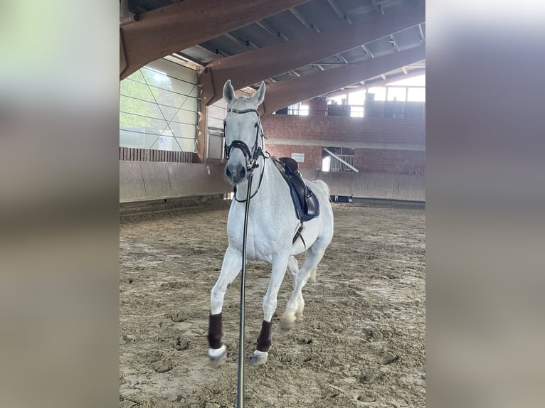 Westfaliano Yegua 15 años 173 cm Tordo picazo in Münster