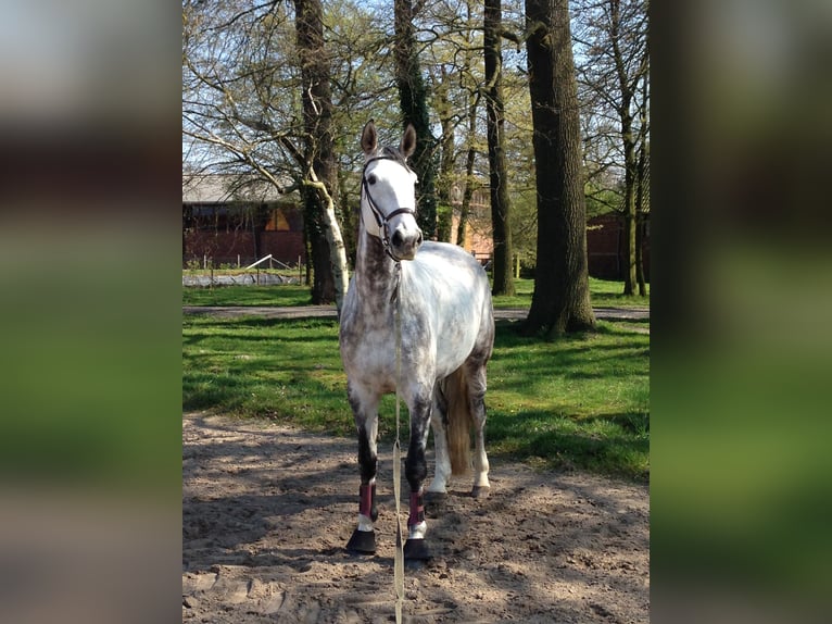 Westfaliano Yegua 15 años 173 cm Tordo picazo in Münster