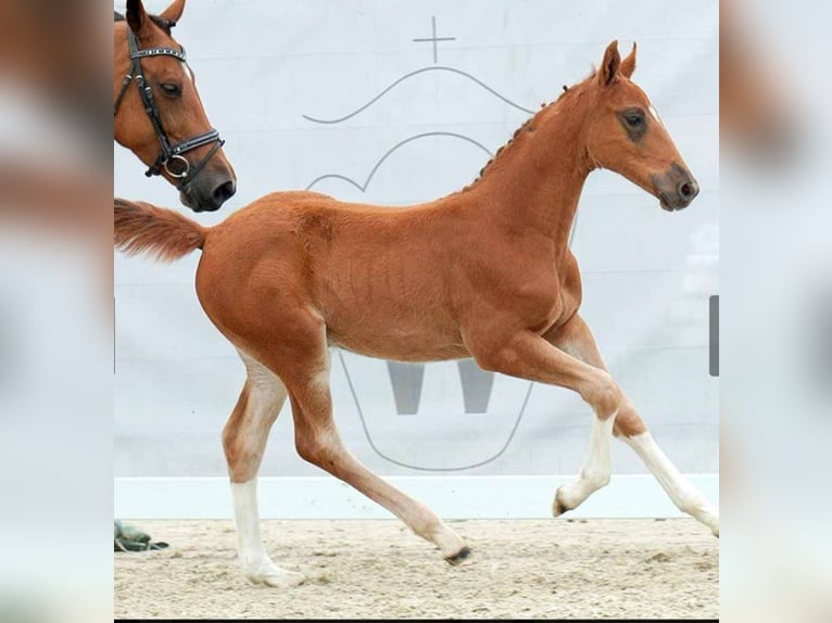 Westfaliano Yegua 16 años 163 cm Castaño in Brockum