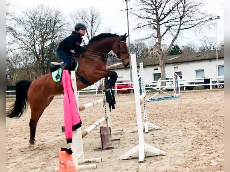 Westfaliano Yegua 16 años 163 cm Castaño in K&#xF6;ln