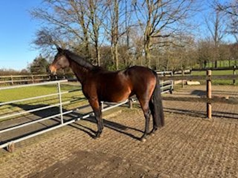 Westfaliano Yegua 16 años 164 cm Castaño in Westerkappeln