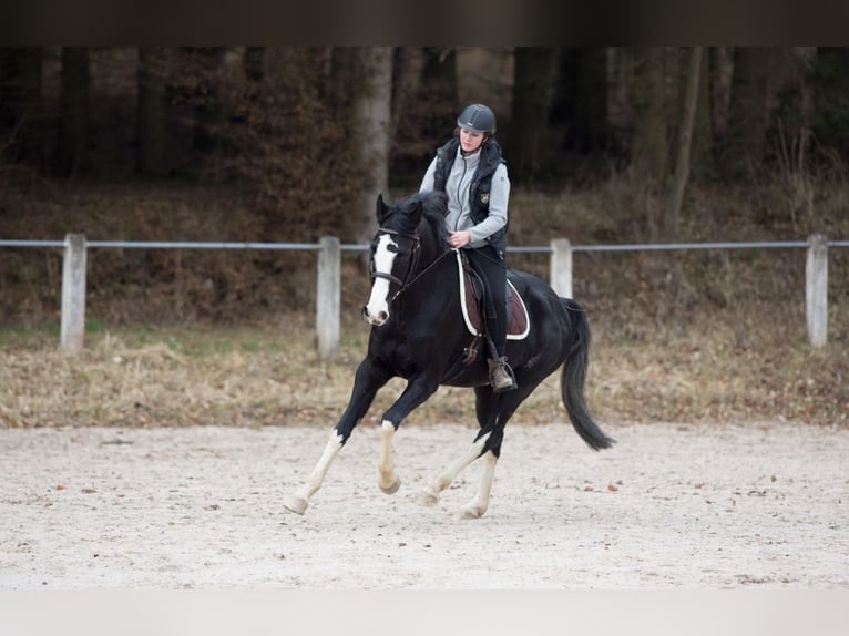 Westfaliano Yegua 16 años 164 cm Negro in Weinheim