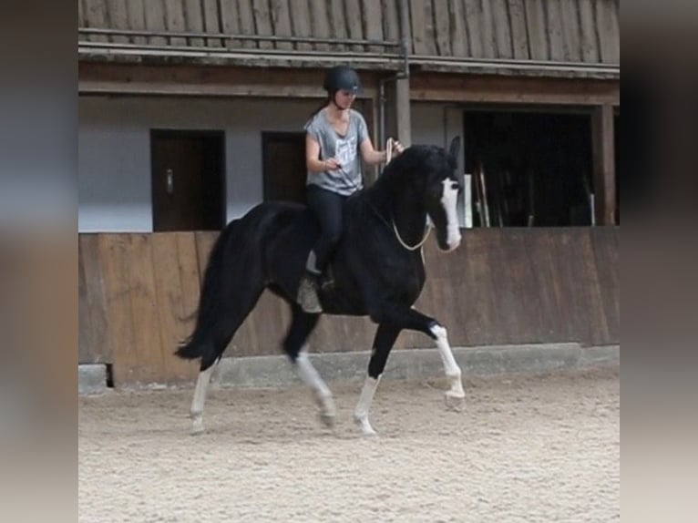 Westfaliano Yegua 16 años 164 cm Negro in Weinheim