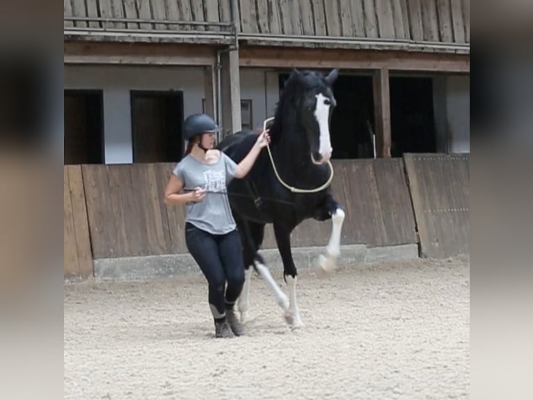 Westfaliano Yegua 16 años 164 cm Negro in Weinheim