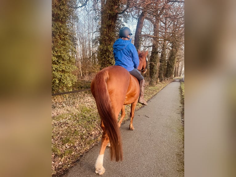 Westfaliano Yegua 16 años 168 cm Alazán in Nortrup