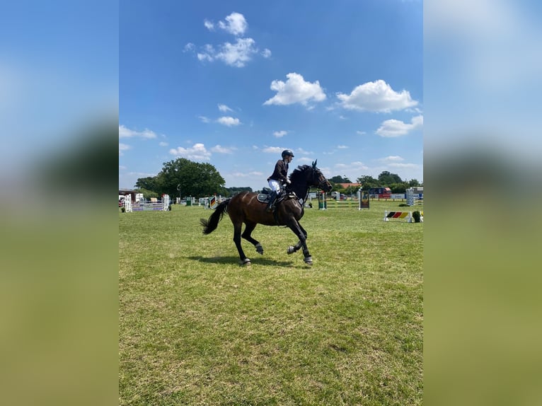 Westfaliano Yegua 16 años 170 cm Castaño oscuro in Steinfurt