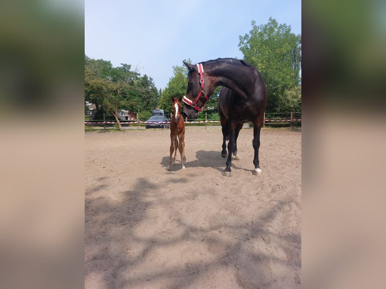 Westfaliano Yegua 16 años 170 cm Castaño oscuro in Steinfurt