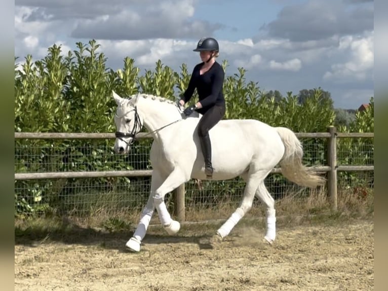 Westfaliano Yegua 17 años 165 cm Tordo in Warendorf