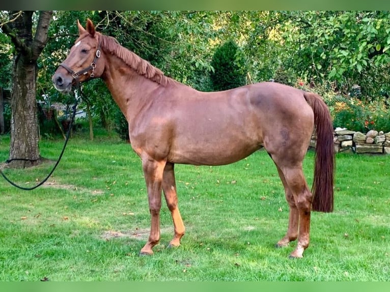 Westfaliano Yegua 17 años 173 cm Alazán in Vierkirchen