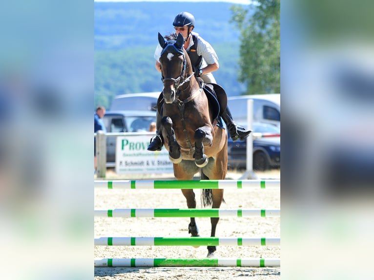 Westfaliano Yegua 18 años 165 cm Castaño oscuro in Morbach