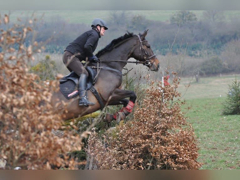 Westfaliano Yegua 18 años 165 cm Castaño oscuro in Morbach