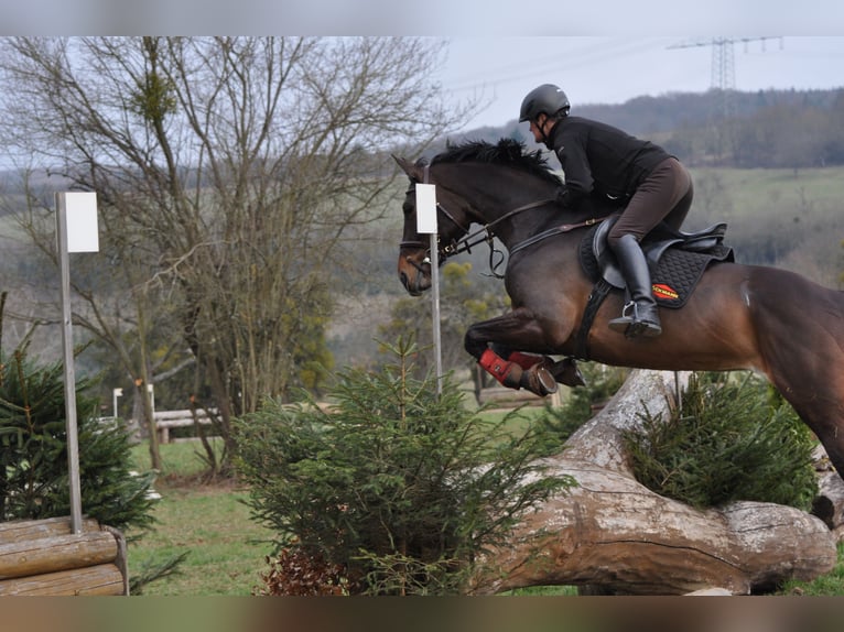 Westfaliano Yegua 18 años 165 cm Castaño oscuro in Morbach