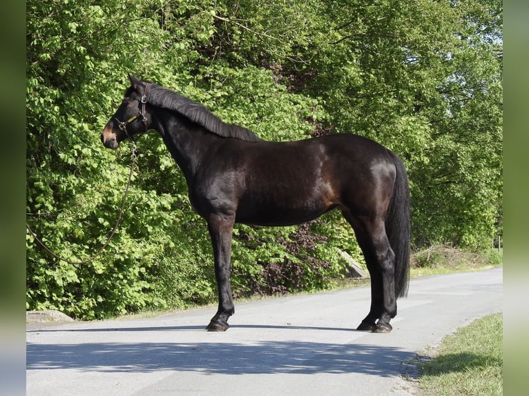 Westfaliano Yegua 18 años 168 cm Castaño oscuro in Verl