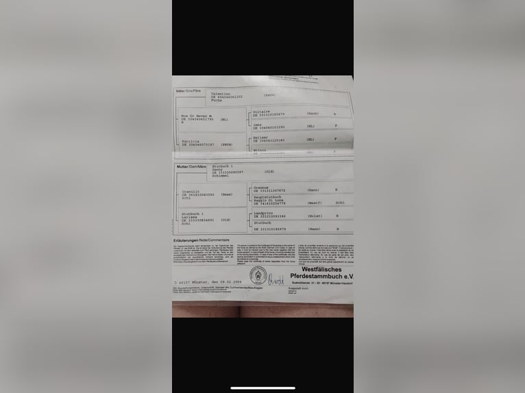 Westfaliano Yegua 18 años 170 cm Tordo picazo in LütjenholmOckholm