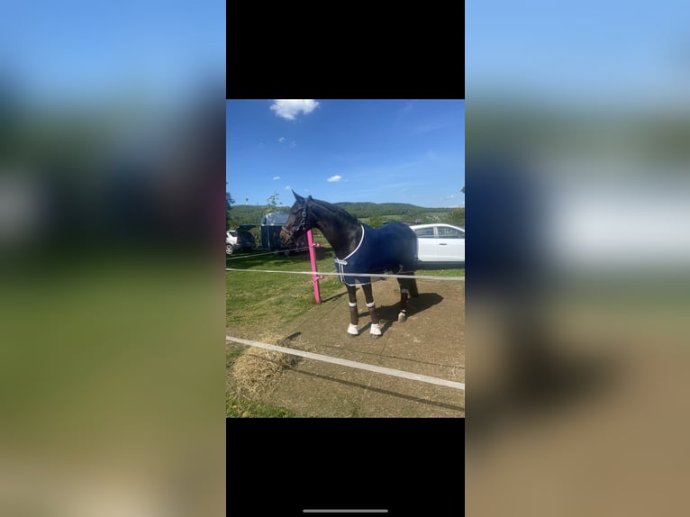 Westfaliano Yegua 19 años 168 cm Castaño oscuro in Höxter