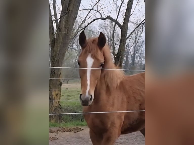 Westfaliano Yegua 1 año 163 cm Alazán-tostado in Billigheim-Ingenheim