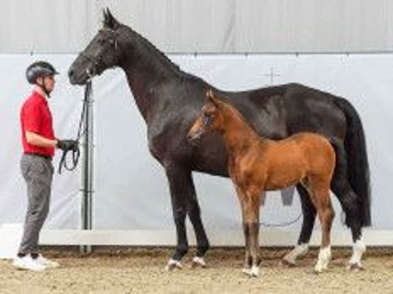 Westfaliano Yegua 1 año 163 cm Castaño in Neresheim