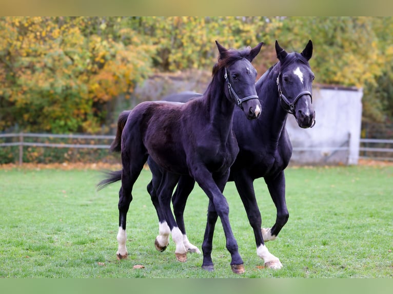 Westfaliano Yegua 1 año 168 cm Negro in Vöhl