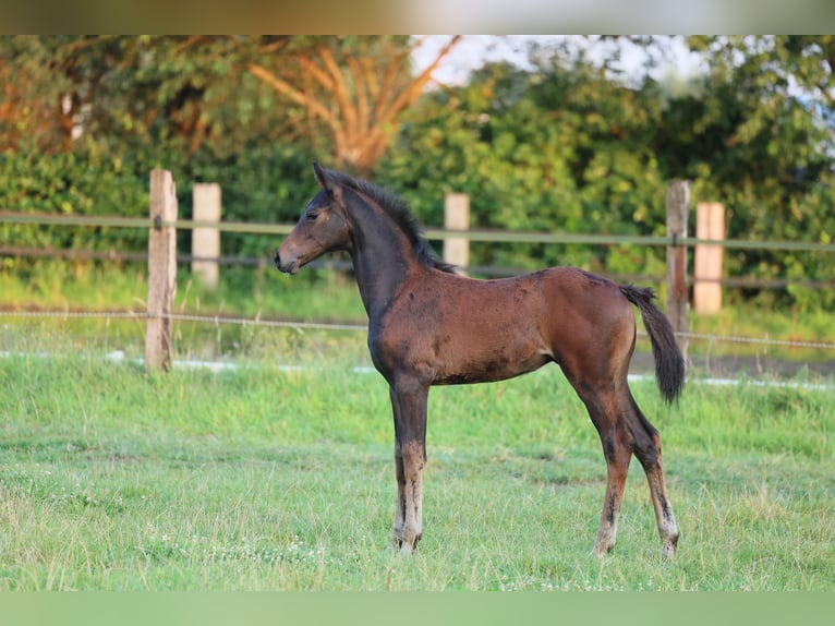 Westfaliano Yegua 1 año 170 cm Castaño oscuro in Lippstadt