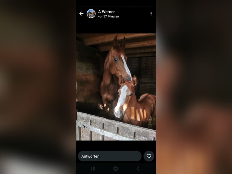 Westfaliano Yegua 1 año 172 cm Alazán in Velen