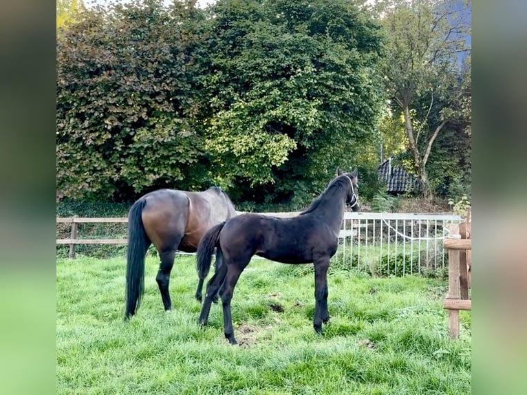 Westfaliano Yegua 1 año 173 cm Morcillo in Billerbeck