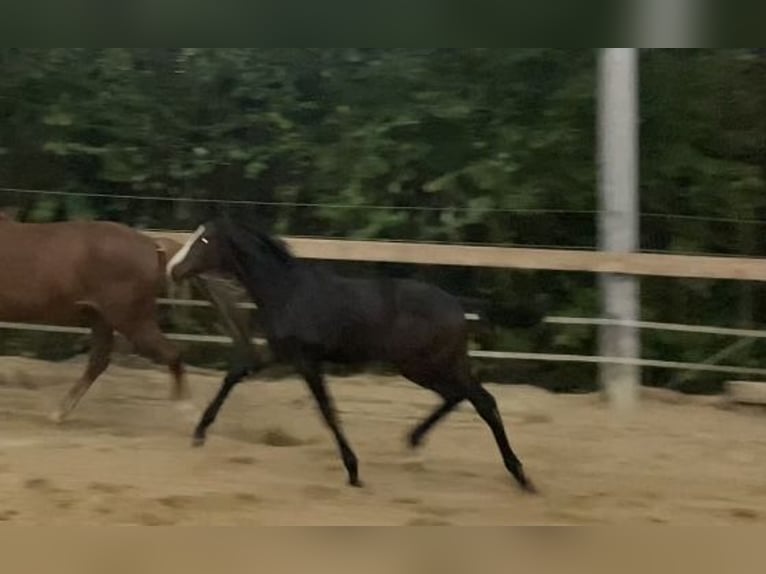 Westfaliano Yegua 1 año 175 cm Morcillo in Ratingen