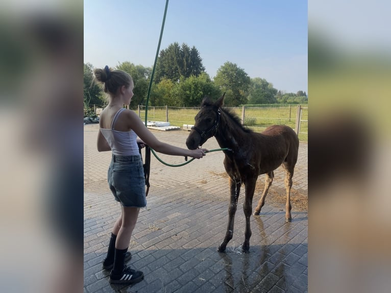 Westfaliano Yegua 1 año Castaño in Paderborn