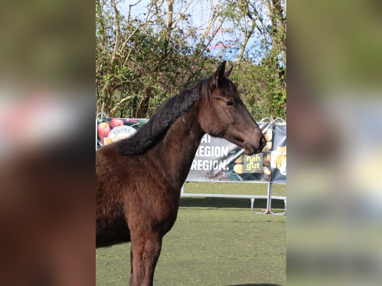 Westfaliano Yegua 1 año Negro in Bad Oeynhausen