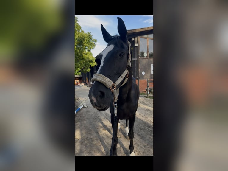 Westfaliano Yegua 20 años 165 cm Negro in Dortmund