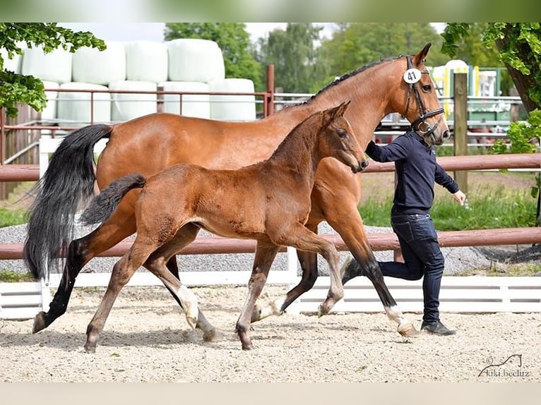 Westfaliano Yegua 21 años 165 cm Castaño in Damme