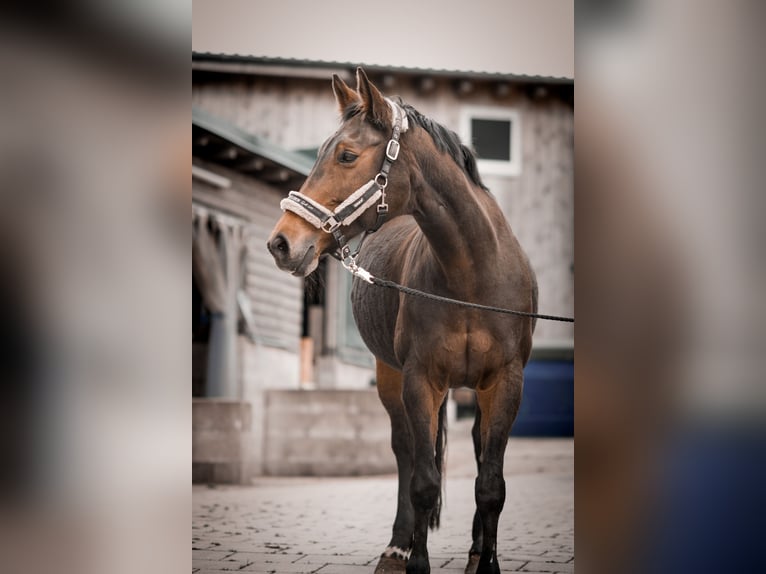 Westfaliano Yegua 22 años 160 cm Castaño in Remscheid