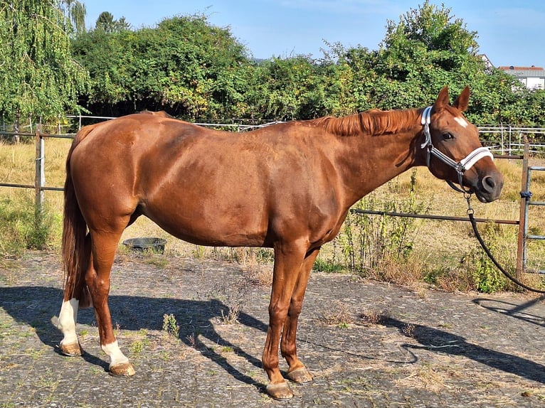 Westfaliano Yegua 23 años 160 cm Alazán in Höxter