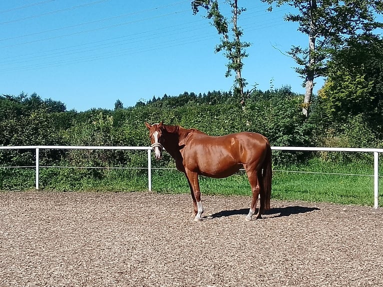 Westfaliano Yegua 24 años Alazán in Schacht-Audorf