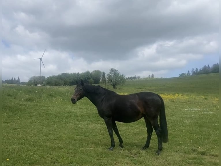 Westfaliano Yegua 25 años 169 cm Castaño in Herborn