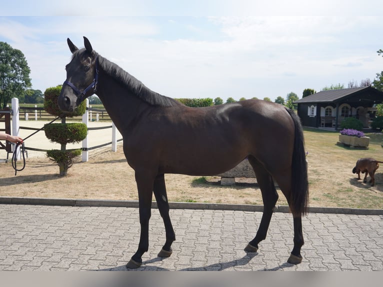 Westfaliano Yegua 2 años 160 cm Negro in Nordwalde